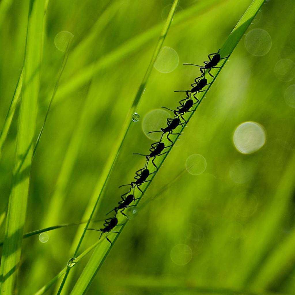 <p>Authentic Korean Flavours</p>
